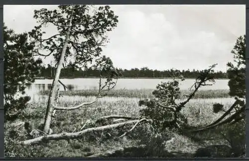 (4519) Wildsee zwischen Kaltenbronn und Wildbad im Schwarzwald, 1000 m ü. M. - gel. 1969 - Agfa