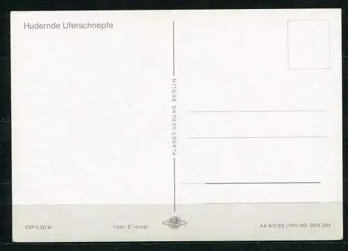 (3456) Hudernde Uferschnepfe - n. gel. - Planet-Verlag Berlin - DDR