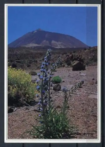 (03272) Teneriffa, Teide mit Tajinaste Picante (blauer Teide-Watternkopf) - gel. 2001