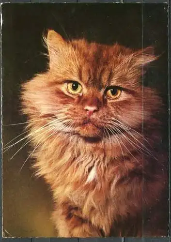 (03037) Katze mit rotem Fell - gel. 1975