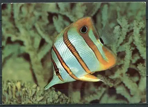 (3034) Gebänderter Pinzettfisch / Meeresmuseum Stralsund - n. gel. - DDR - Bild und Heimat