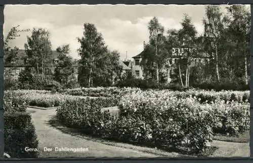 (0498) Gera/ Der Dahliengarten - Echte Fotografie - gel. 1962 - DDR - P  3/61 Lichtbild-Schincke, Zeitz