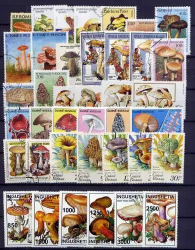 (094) Lot/ Sammlung / Pilze Mushrooms