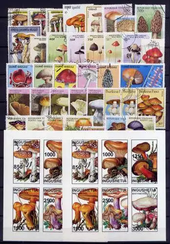 (095) Lot/ Sammlung / Pilze Mushrooms