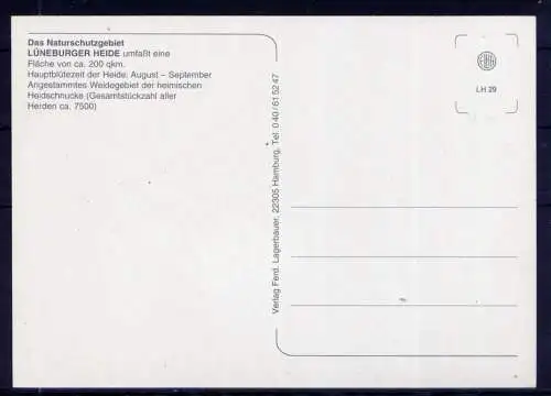 (5320) Lüneburger Heide  - unbeschrieben / Niedersachsen Heideschnucke Schafe