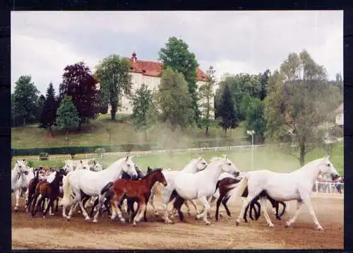 (5580) Köflach  - unbeschrieben / Österreich Schloß Pferde Gestüt