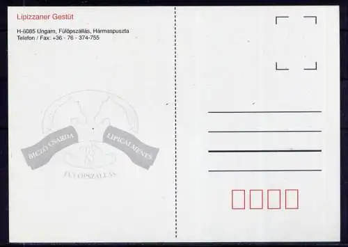 (5680) Fülöpszallas - unbeschrieben / Ungarn Lipizaner Pferde