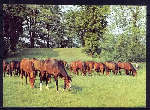 (5855) Pferde unbeschrieben