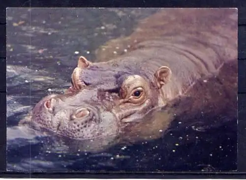 (5856) Nilpferd unbeschrieben