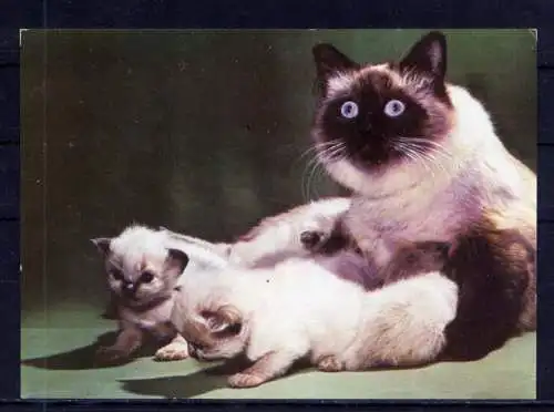 (5857) Katzen unbeschrieben Seal point