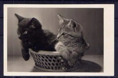 (5858) Katzen unbeschrieben 