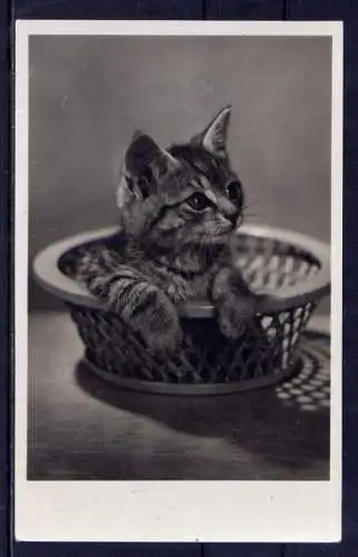 (5859) Katzen unbeschrieben 