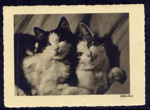 (5860) Katzen unbeschrieben 