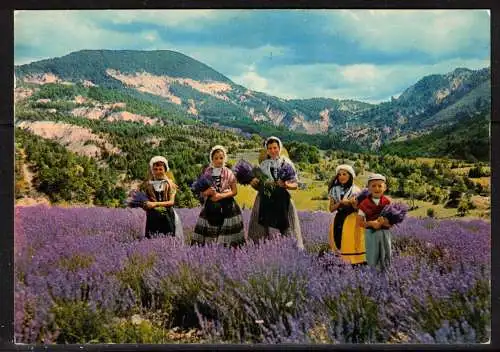 [Echtfotokarte farbig] 131 * LA CUEILLETTE DE LA LAVANDE * ERNTE DES LAVENDEL **!!. 