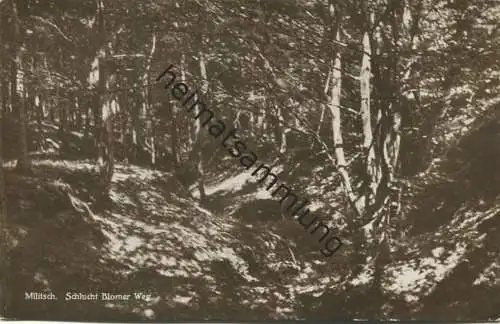 Militsch - Schlucht Blomer Weg - Foto-AK - Verlag Maria Brasch Papierhandlung Militsch