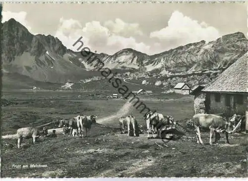 Frutt am Melchsee - Kühe - Kurhaus Frutt Egger & Durrer - Foto-Ansichtskarte - Verlag Globetrotter AG Luzern