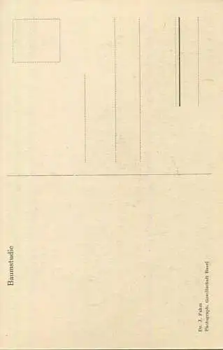 Photographische Gesellschaft Basel - Baumstudie - Dr. J. Fahm