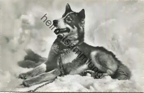 Jungfraujoch - Polarhund - Foto-AK - Photoglob-Wehrli AG Zürich