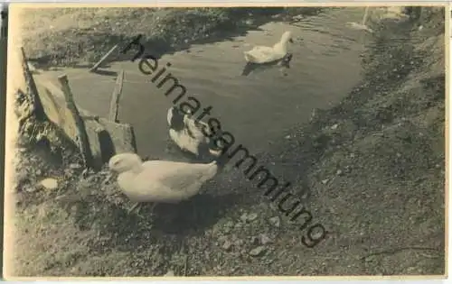 Enten im Teich - Foto-Ansichtskarte