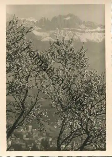 Primavera - Bolzano col Catinaccio - Foto-AK Grossformat - Photo Wolfram Knoll - Verlag J. F. Amonn Bolzano Nr. 35608