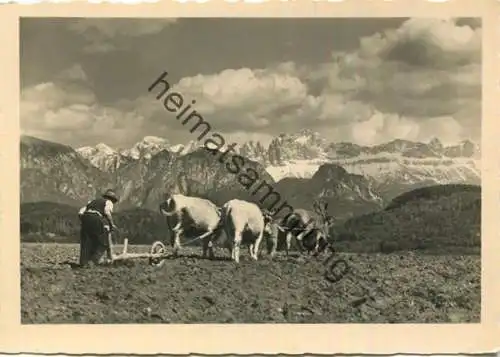 Motivo sul Renon verso il Catinaccio - Bauer beim Pflügen - Foto-AK Grossformat - Photo Wolfram Knoll - Verlag J. F. Amo