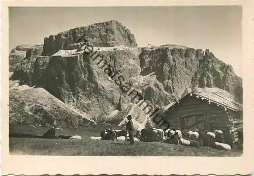 Gruppo di Sella - Schafe und Schäfer - Foto-AK Grossformat - Photo Wolfram Knoll - Verlag J. F. Amonn Bolzano Nr. 32609