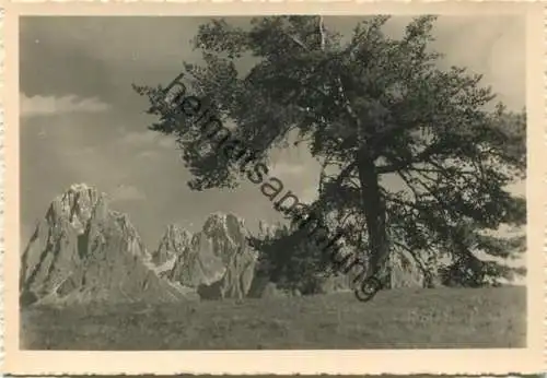 Gruppo del Sassolungo - Langkofelgruppe - Foto-AK Grossformat - Verlag J. F. Amonn Bolzano Nr. 38665