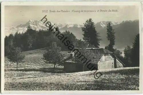 Route des Pleiades - Champ de narcisses et Dents du Midi - Foto-Ansichtskarte - Edition Societe Graphique Neuchatel