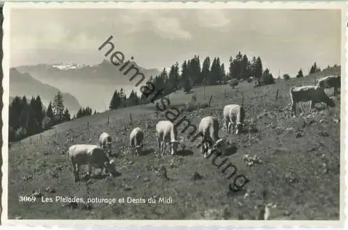 Les Pleiades - paturage et Dents du Midi - Foto-Ansichtskarte - Edition O. Sartori Lausanne