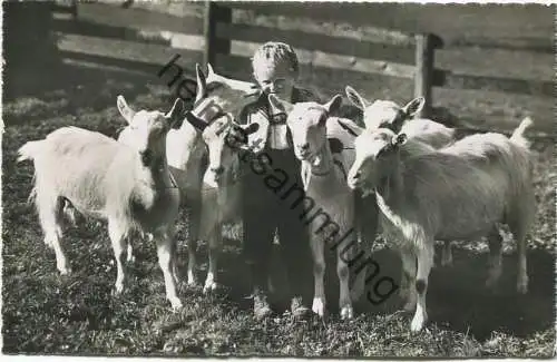 Ziegen - Foto-AK - Verlag Photoglob-Wehrli AG Zürich - Rückseite beschrieben 1951