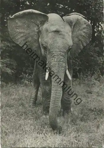 Berlin - Friedrichsfelde - Tierpark - Afrikanischer Elefant Hannibal - Foto-AK Grossformat - Verlag H. Sander KG Berlin