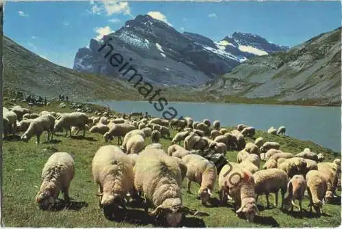 Walliserschafe am Daubensee - Blick auf Passhöhe und Daubenhorn - Verlag Hs. Lörtscher Frutigen
