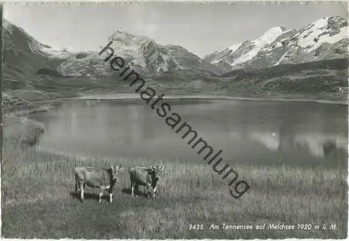 Am Tannensee auf Melchsee - Foto-Ansichtskarte - Verlag Engelberger Stans