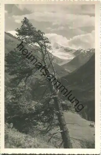 Die letzte Zirbe bei Vent mit Similaun - Ötztaler Alpen - Foto-Ansichtskarte - Verlag Lohmann & Aretz Ober-Gurgl