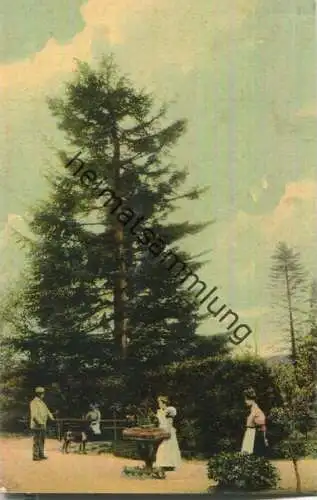 Gruss aus dem Rosengarten - Abies Nobilis - Verlag Louis Voss Stelle ca. 1910