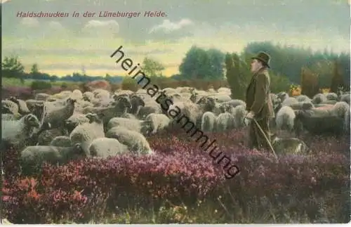 Heidschnucken in der Lüneburger Heide ca. 1910 - Verlag Ottmar Zieher München