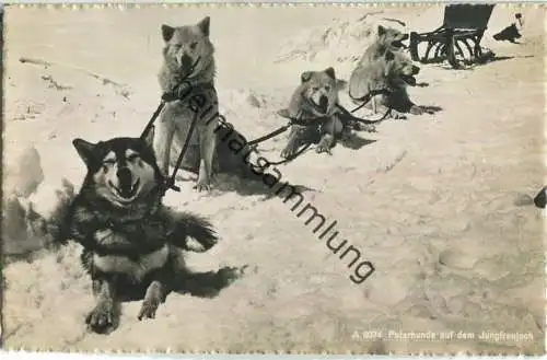 Polarhunde auf dem Jungfraujoch - Foto-Ansichtskarte - Verlag Beringer & Pampaluchi Zürich