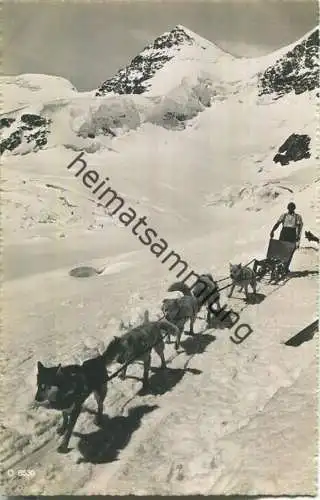 Jungfraujoch - Polarhunde - Foto-Ansichtskarte - Verlag Beringer & Pampaluchi Zürich