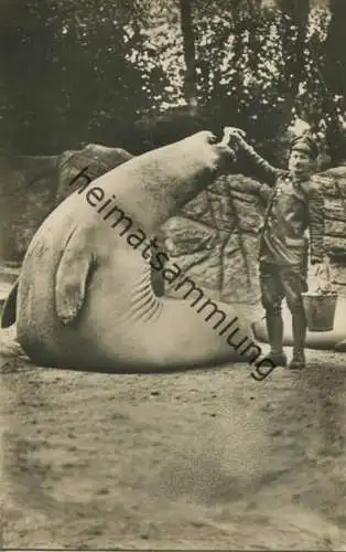 Hamburg - Stellingen - Carl Hagenbeck s Tierpark - See-Elefant - Foto-Ansichtskarte