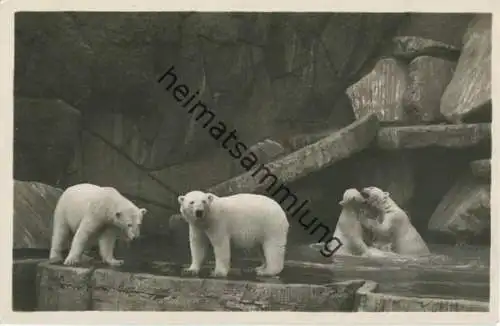 Hamburg - Stellingen - Carl Hagenbeck s Tierpark - Eisbären - Foto-Ansichtskarte