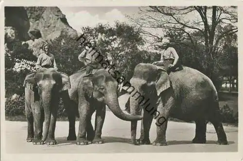 Hamburg - Stellingen - Carl Hagenbeck s Tierpark - indische Elefanten - Foto-Ansichtskarte
