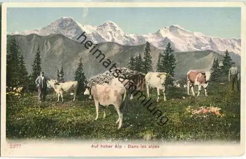 Auf hoher Alp - Dans les alpes ca. 1900