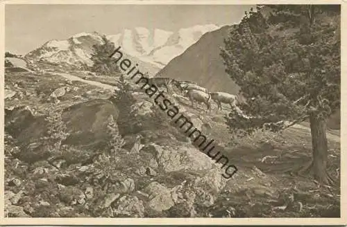 Piz Palü von Alp Languard - Verlag Engadin Press Samaden