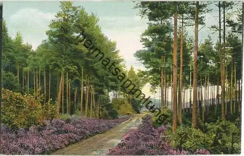 Waldweg im Kleckerwald