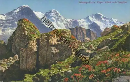 Schynige Platte - Verlag G. D'Aguanno-Zinsli Interlaken