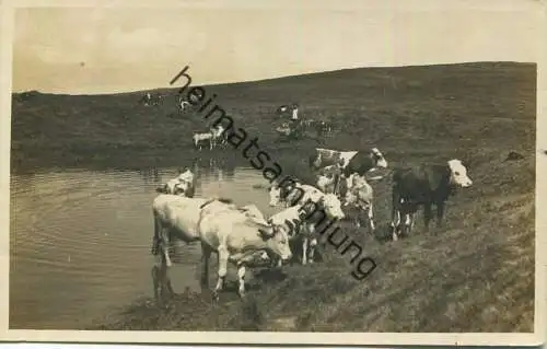Kühe auf der Alm - Foto-AK - Verlag Phototypie Neuchatel - Rückseite beschrieben Ballaiques