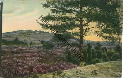 Lüneburger Heide - Partie am Hingstberg