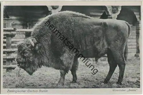 Zoologischer Garten Berlin - Wisentstier Benno - Verlag des Aktien-Vereins des Zoologischen Gartens zu Berlin 40er Jahre