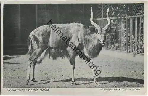 Zoologischer Garten Berlin - Südafrikanische Nyala-Antilope - Verlag des Aktien-Vereins des Zoologischen Gartens