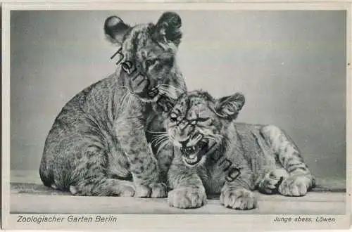 Zoologischer Garten Berlin - Junge abessinische Löwen - Verlag des Aktien-Vereins des Zoologischen Gartens zu Berlin